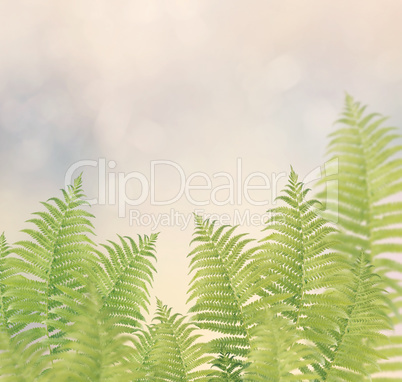 Green Fern Leaves