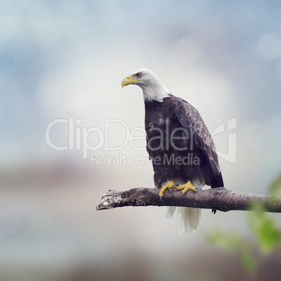 Bald Eagle on a  Branch