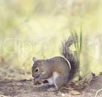 Grey Squirrel Eating