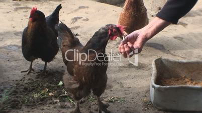 chicken pecks a forage from a hand