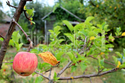 ripe apple hangs on the tree ripe apple hangs on the tree