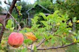 ripe apple hangs on the tree