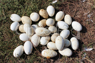 goose eggs in the grass