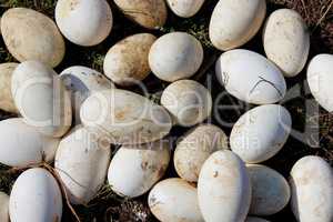 goose eggs in the grass