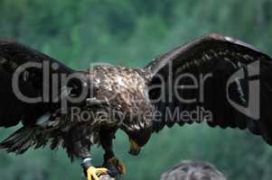 Seeadler in den Alpen, Österreich