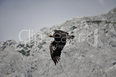 Seeadler in den Alpen, Österreich
