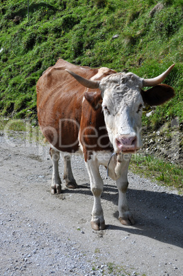 Kühe in der Steiermark, Österreich