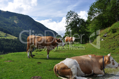 Kühe in der Steiermark, Österreich