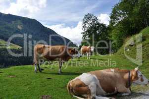 Kühe in der Steiermark, Österreich
