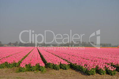 Tulpenblüte in Holland