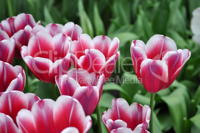 Tulpenblüte in Holland