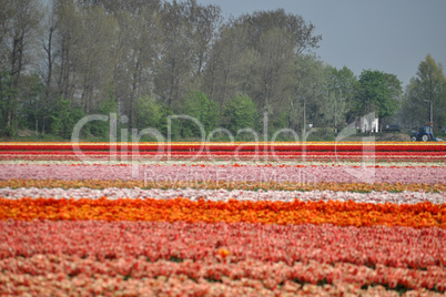 Tulpenblüte in Holland