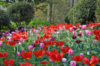 Tulpenblüte in Holland