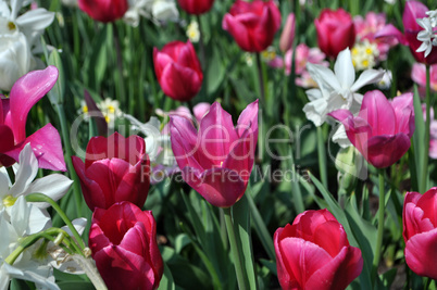 Tulpenblüte in Holland