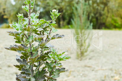 Beautiful aster flower