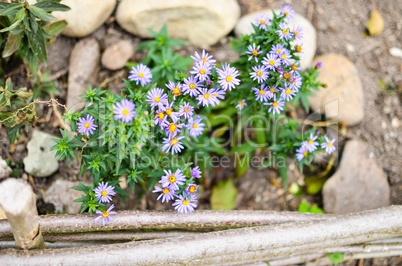 Beautiful aster flower