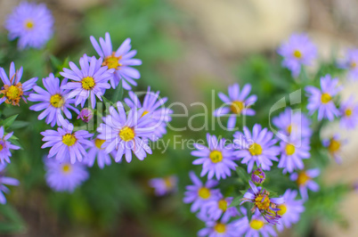 Beautiful aster flower