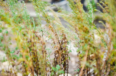 Young spruce sapling