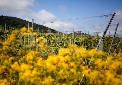 Weinberge in Rheinland Pfalz im Sommer