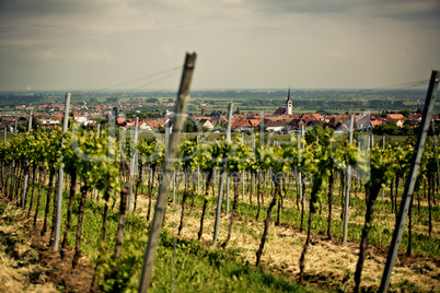Weinberge in Rheinland Pfalz im Sommer