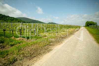 Weinberge in Rheinland Pfalz im Sommer