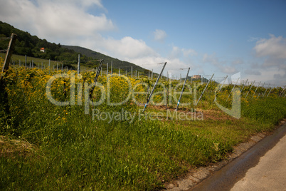 Weinberge in Rheinland Pfalz im Sommer