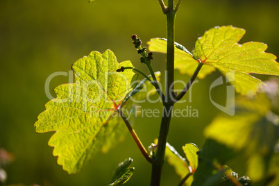 Weinberge in Rheinland Pfalz im Sommer