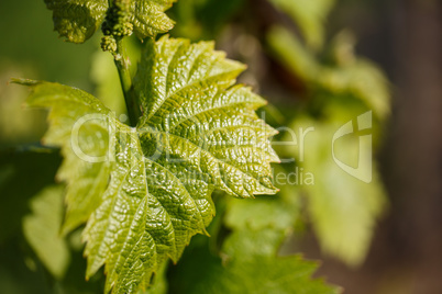 Weinberge in Rheinland Pfalz im Sommer