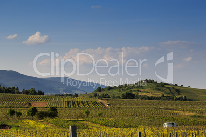 Weinberge in Rheinland Pfalz im Sommer