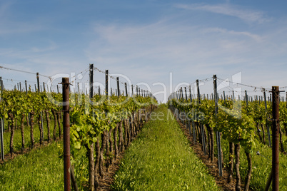 Weinberge in Rheinland Pfalz im Sommer