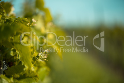 Weinberge in Rheinland Pfalz im Sommer