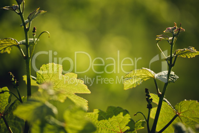 Weinberge in Rheinland Pfalz im Sommer