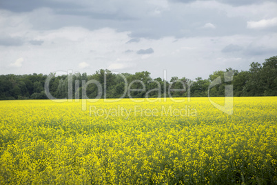 Beautiful summer landscape