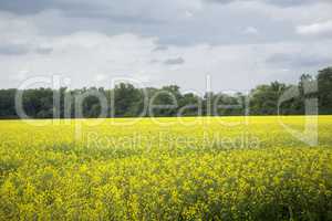 Beautiful summer landscape