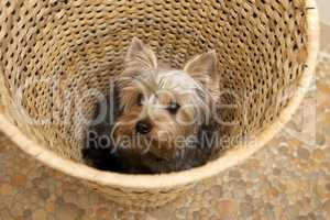 Yorkshire Terrier