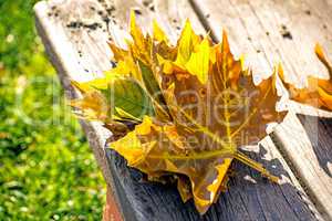 herbstlich verfärbtes Blatt