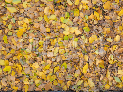 Autumn leaves background