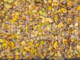 Autumn leaves background