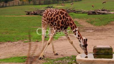 Giraffe Drinks Water