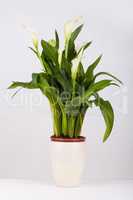 Calla lily in a pot