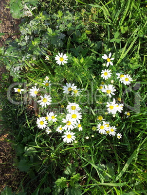 chamomile at dry sunny day