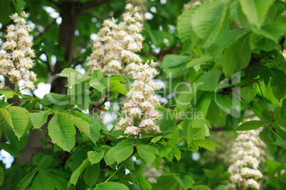 chestnut at spring