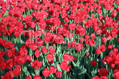 red tulip at spring