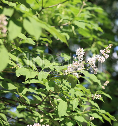 lilac at spring