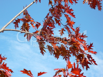 red maple at autumn