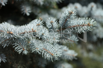 fir tree