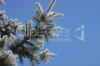 fir tree