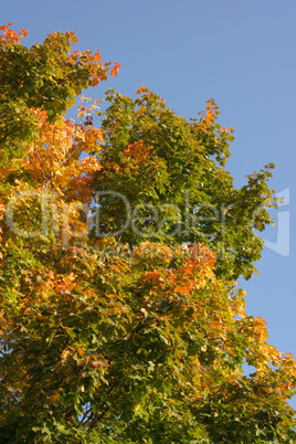 yellow maple leafs on tree yellow maple leafs on tree