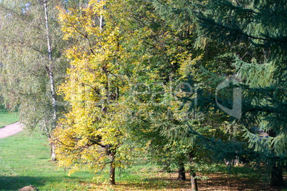 Trees at Day