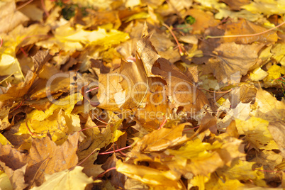 yellow maple carpet at autumn